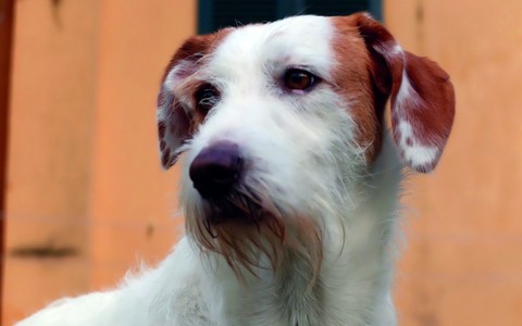 Denuncia dei redditi, Varrone (Cia Cuneo): "Compilazione del modello 730 gratuita per chi adotta un cane o un gatto"