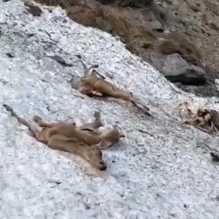 Strage di cervi in alta Valle Stura, un testimone: "Poco prima è scesa un'imponente slavina. Io ero lì"