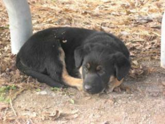 Alba, il Comune avvia la coprogettazione per la gestione del canile