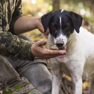 (foto: archivio centro studi tartufo) (foto: archivio centro studi tartufo)