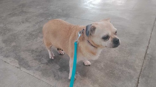 Cuneo, ritrovata cagnolina in piazza Torino: si cercano i proprietari Cuneo, ritrovata cagnolina in piazza Torino: si cercano i proprietari