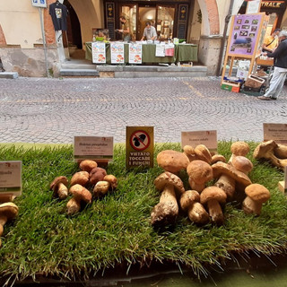 Oggi l'arrivo a Boves della Carovana della Pace, mentre Ceva e Carrù celebrano l'autunno con uva e funghi Oggi l'arrivo a Boves della Carovana della Pace, mentre Ceva e Carrù celebrano l'autunno con uva e funghi