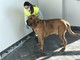 Addestrati per fiutare i positivi: cani anti Covid-19 all'aeroporto di Cuneo, è la prima volta in Italia (VIDEO e FOTO)