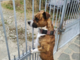 Cuneo, il cane Leon cerca casa