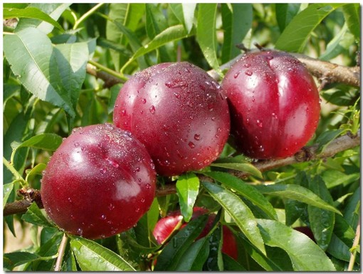 Istituito in Piemonte un osservatorio per la produzione ortofrutticola del territorio Istituito in Piemonte un osservatorio per la produzione ortofrutticola del territorio