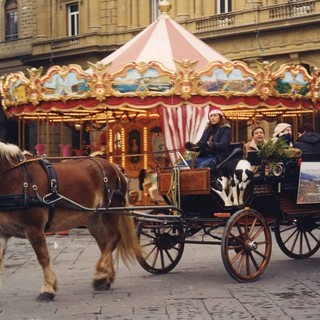 Cuneo, carrozza di Natale in via Roma trainata dai cavalli: no delle associazioni animaliste Cuneo, carrozza di Natale in via Roma trainata dai cavalli: no delle associazioni animaliste