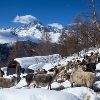 Il cashmere del Monviso: visita a un’azienda agricola di Ostana