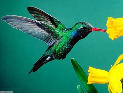 Cuneo: un colibrì al parco?! un pomeriggio speciale alla scoperta della biodiversità