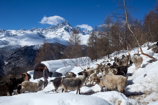 Il cashmere del Monviso: visita a un’azienda agricola di Ostana Il cashmere del Monviso: visita a un’azienda agricola di Ostana