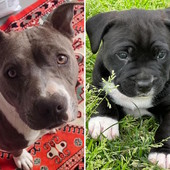 Titti e Michelino, mamma e cucciolo, cercano una famiglia che li adotti insieme