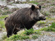 Danni fauna selvatica, Coldiretti Cuneo: troppo bassa percentuale di risarcimento all'83% Danni fauna selvatica, Coldiretti Cuneo: troppo bassa percentuale di risarcimento all'83%