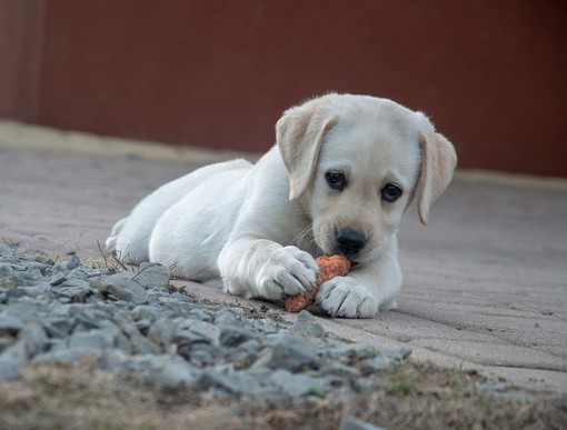 Cuneo, "Canile Porte Aperte": il 14 giugno giornata dedicata agli animali e alla solidarietà