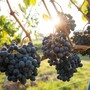 Dalle vigne alla pelle: il segreto della bellezza firmata Acqua del Roero