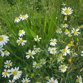 Le piante di camomilla Le piante di camomilla