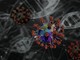 Hantavirus: cosa sapere e come proteggersi, dall’Iss le risposte alle domande più frequenti Hantavirus: cosa sapere e come proteggersi, dall’Iss le risposte alle domande più frequenti