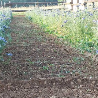 A Niella Tanaro è iniziata la fioritura della Nigella