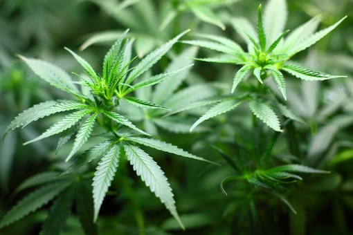 La cannabis, una pianta antica