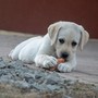 Cuneo, "Canile Porte Aperte": il 14 giugno giornata dedicata agli animali e alla solidarietà