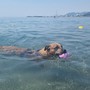 Estate da bollino rosso e afa, pericolo anche per i cani Estate da bollino rosso e afa, pericolo anche per i cani