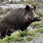 Danni fauna selvatica, Coldiretti Cuneo: troppo bassa percentuale di risarcimento all'83% Danni fauna selvatica, Coldiretti Cuneo: troppo bassa percentuale di risarcimento all'83%