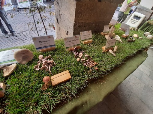 Manifestazioni fieristiche, Bongioanni: "La Mostra del Fungo di Ceva diventa fiera internazionale"