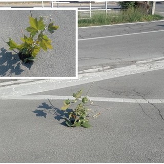 Il buco nell'asfalto all'incrocio tra via Vecchia di Borgo San Dalmazzo, via Vignolo e corso Francia