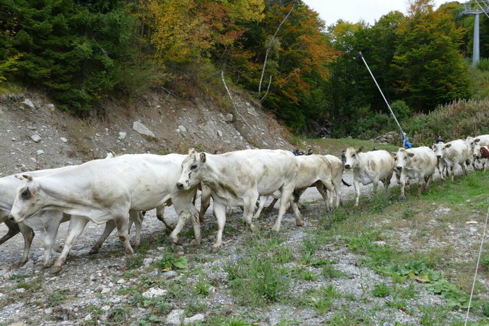A Prazzo torna "Caluma el vache": si celebra la discesa delle mandrie dagli alpeggi A Prazzo torna "Caluma el vache": si celebra la discesa delle mandrie dagli alpeggi