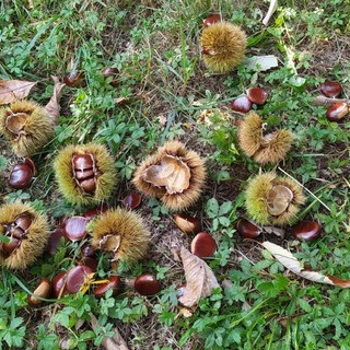 &quot;I piccoli castanicoltori presi in giro: prezzi da fame mentre i grandi si spartiscono la torta&quot;