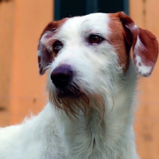 Denuncia dei redditi, Varrone (Cia Cuneo): "Compilazione del modello 730 gratuita per chi adotta un cane o un gatto" Denuncia dei redditi, Varrone (Cia Cuneo): "Compilazione del modello 730 gratuita per chi adotta un cane o un gatto"