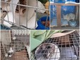 gatti della colonia Alstom catturati e curati