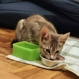 Patty, tenerissima gattina, cerca urgentemente casa Patty, tenerissima gattina, cerca urgentemente casa