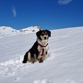 "Finché non troveremo Dada morta, continueremo a cercarla"