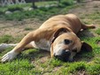 Amici a 4 zampe della Casa di Freddy a Busca Amici a 4 zampe della Casa di Freddy a Busca