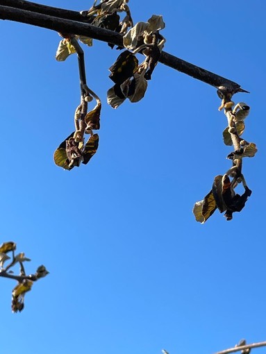 Cuneo, torna il freddo e la frutticoltura trema: allarme Coldiretti per le primizie di primavera Cuneo, torna il freddo e la frutticoltura trema: allarme Coldiretti per le primizie di primavera