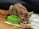 Patty, tenerissima gattina, cerca urgentemente casa Patty, tenerissima gattina, cerca urgentemente casa