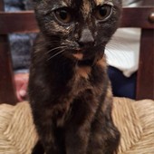 La gattina trovata a Revello sul viale