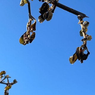 Cuneo, torna il freddo e la frutticoltura trema: allarme Coldiretti per le primizie di primavera