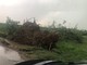 Cavallermaggiore: campi di mais devastati dalla furia del tornado (FOTO)