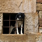 In Piemonte nasce il Daspo cinofilo: uno strumento per difendere gli animali