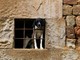 In Piemonte nasce il Daspo cinofilo: uno strumento per difendere gli animali
