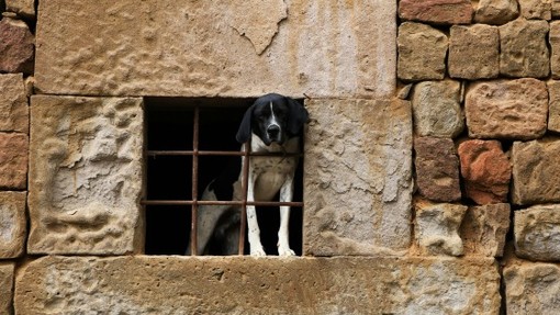 In Piemonte nasce il Daspo cinofilo: uno strumento per difendere gli animali