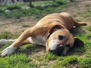 Amici a 4 zampe della Casa di Freddy a Busca Amici a 4 zampe della Casa di Freddy a Busca