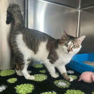 Gatto smarrito a Piobesi d’Alba: appello per ritrovare Dusan
