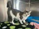 Gatto smarrito a Piobesi d’Alba: appello per ritrovare Dusan
