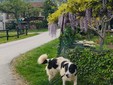 Il cane Macchia Il cane Macchia