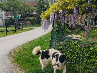 Il cane Macchia