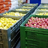 Comparto frutta, per Coldiretti Cuneo ci sono ancora squilibri del valore lungo la filiera Comparto frutta, per Coldiretti Cuneo ci sono ancora squilibri del valore lungo la filiera