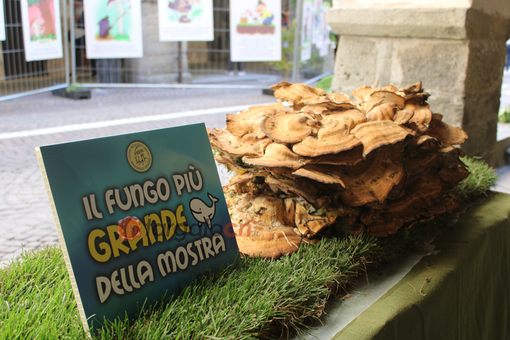Mostra del Fungo di Ceva: un concorso dedicato ai giovani