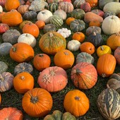 A Piozzo torna la fiera della Zucca: venerdì l'inaugurazione delle 31^ edizione A Piozzo torna la fiera della Zucca: venerdì l'inaugurazione delle 31^ edizione
