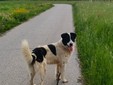 Il cane Macchia Il cane Macchia